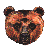 bear